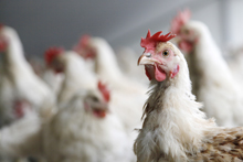 Chickens